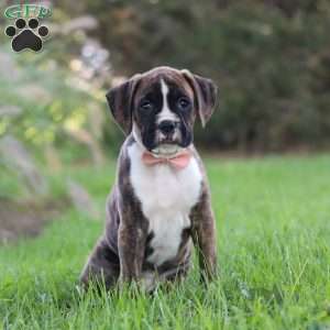 Lacy, Boxer Puppy
